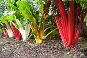 Секрети вирощування строф'яного мангоду Секрети вирощування строф'яного мангоду